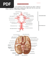 Irrigação Arterial Cerebral