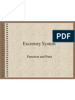 Excretory System