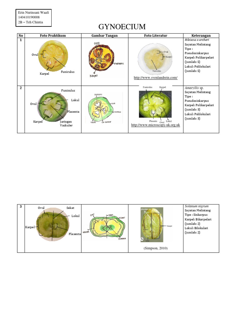 Struktur Gynoecium pada Bunga | PDF