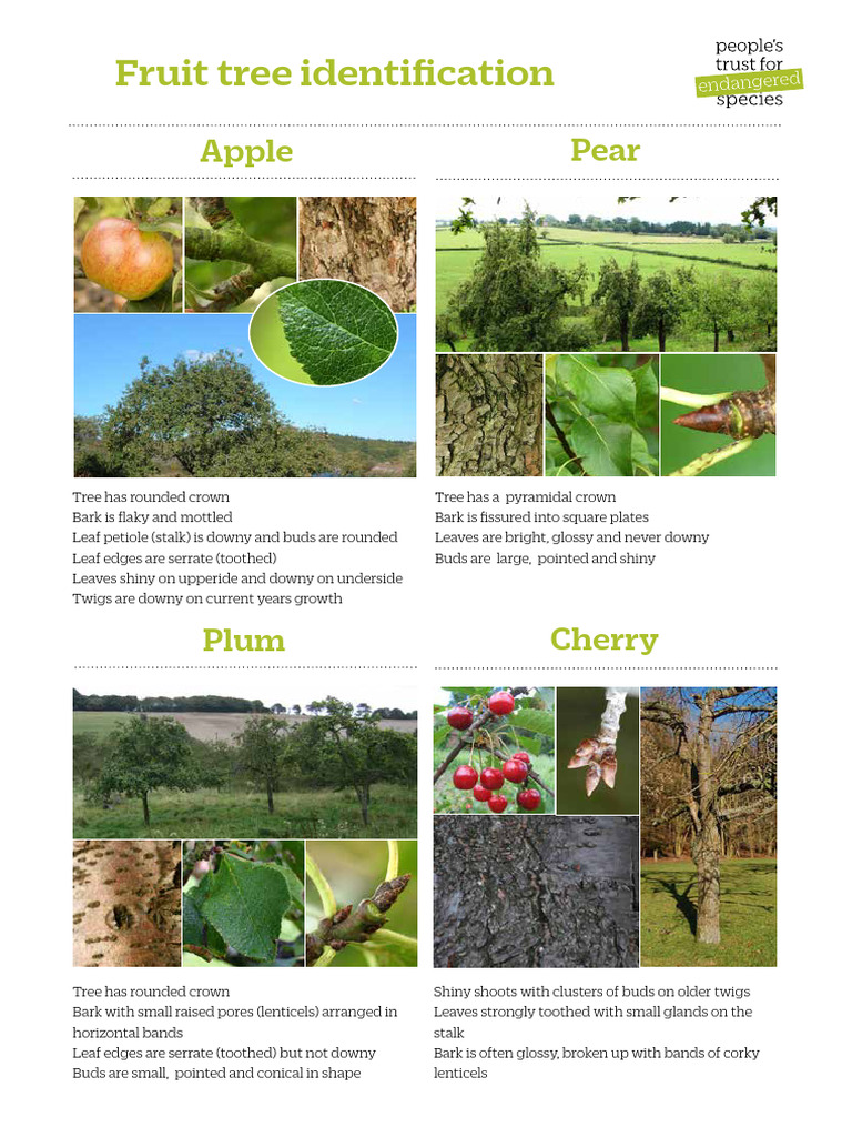 Fruit Tree Identification Portrait Low Res | PDF
