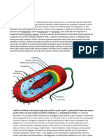 Microbiologia