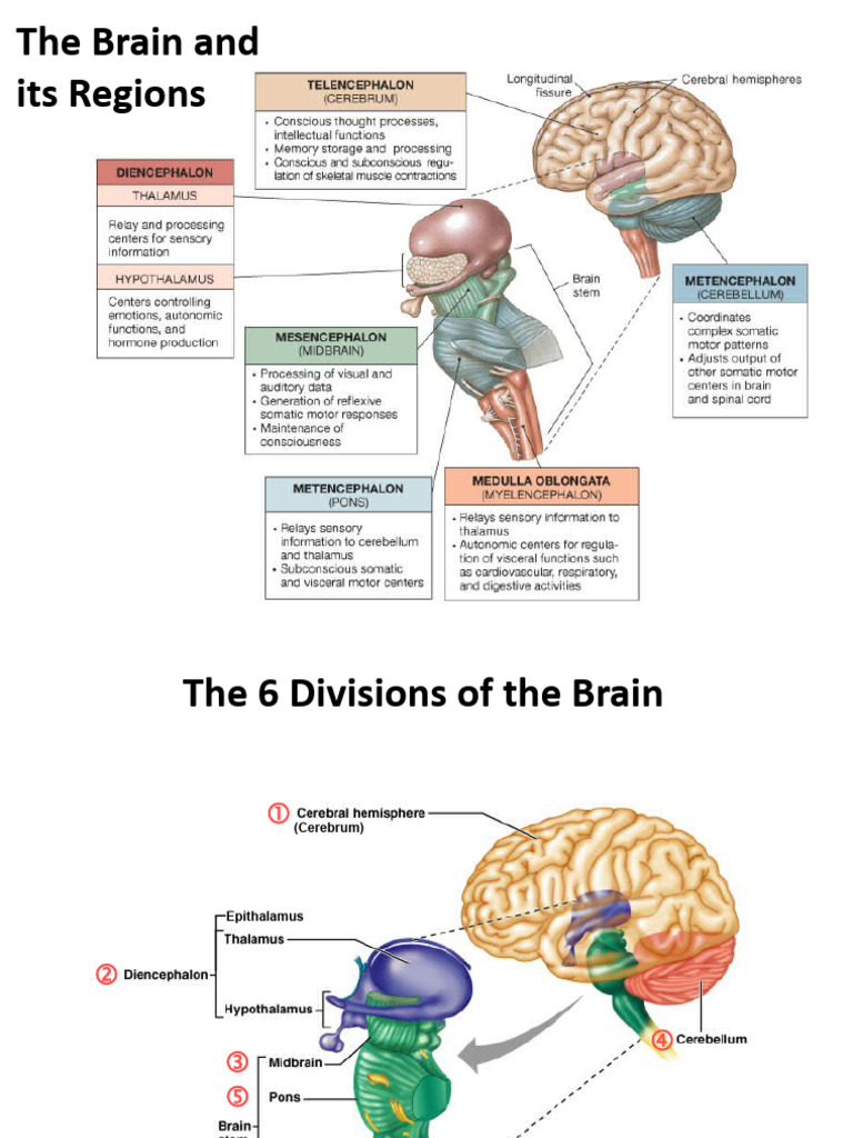 #13 Brain Anatomy | PDF | Cerebrum | Cerebral Cortex