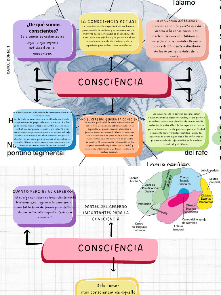 Desarrollo de la conciencia en el cerebro | PDF | Cerebro | Corteza ...