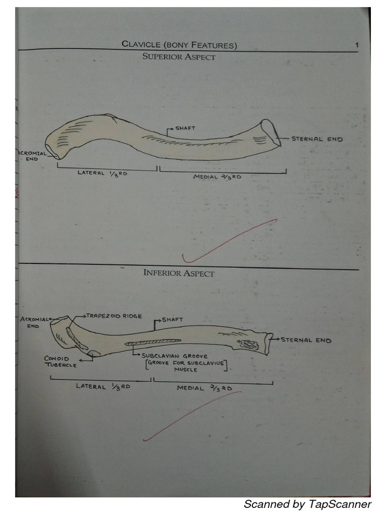 Upper Limb Pdf Cooking Food Wine