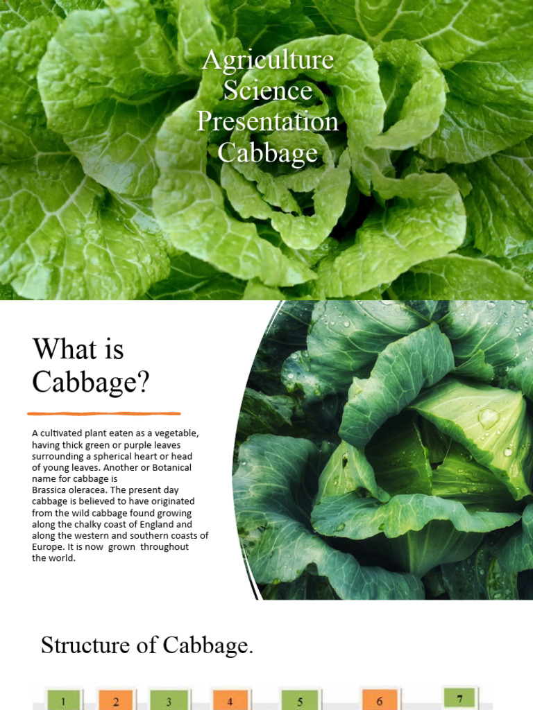 Cabbage: Growth, Varieties, and Care | PDF | Cabbage | Plant Nursery