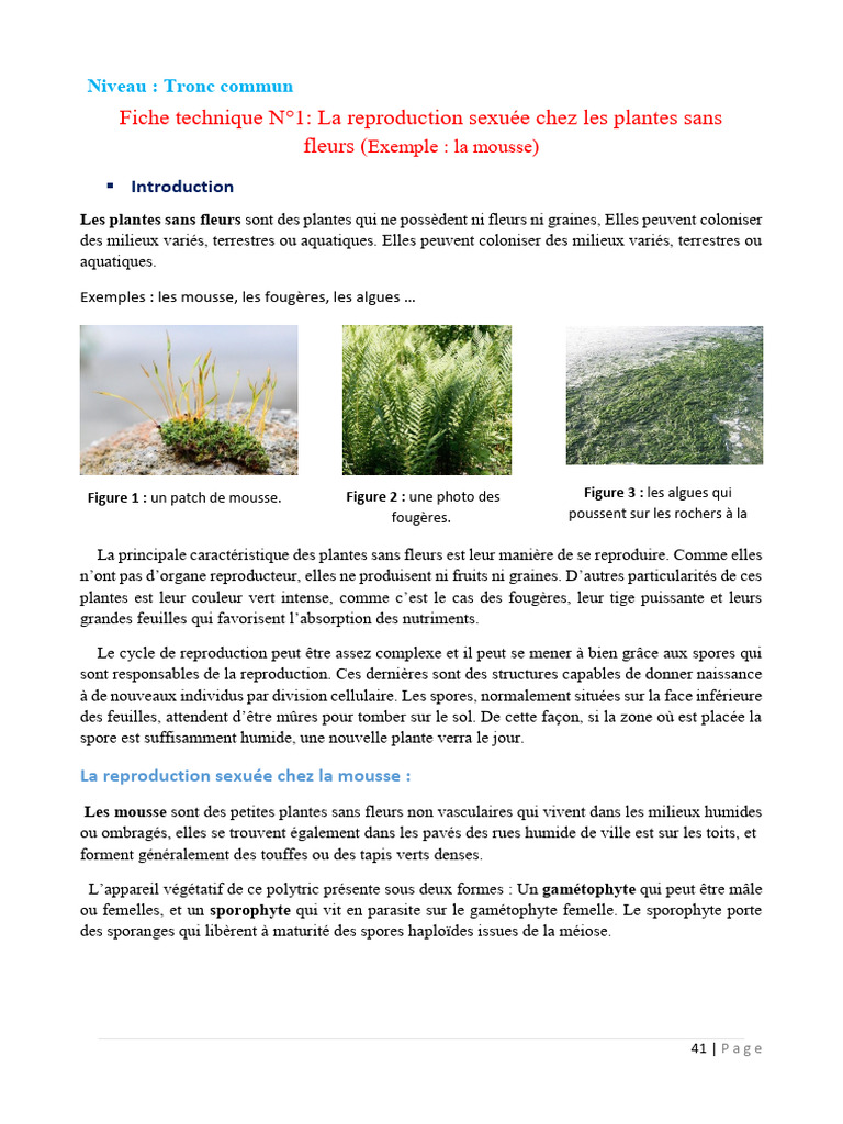 Reproduction sexuée des plantes sans fleurs | PDF | Membrane cellulaire ...