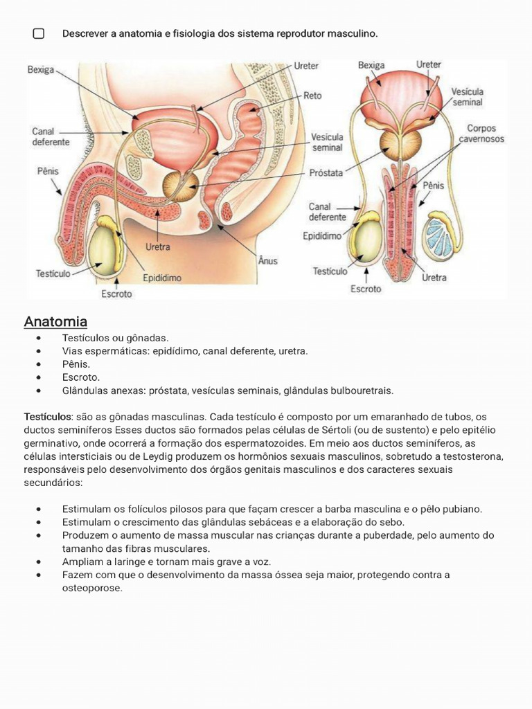 Fisiologia do Sistema Reprodutor Masculino | PDF