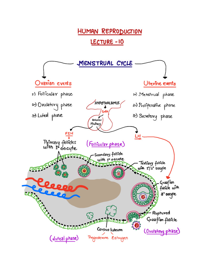 Menstrual Cycle | PDF | Menstrual Cycle | Luteinizing Hormone