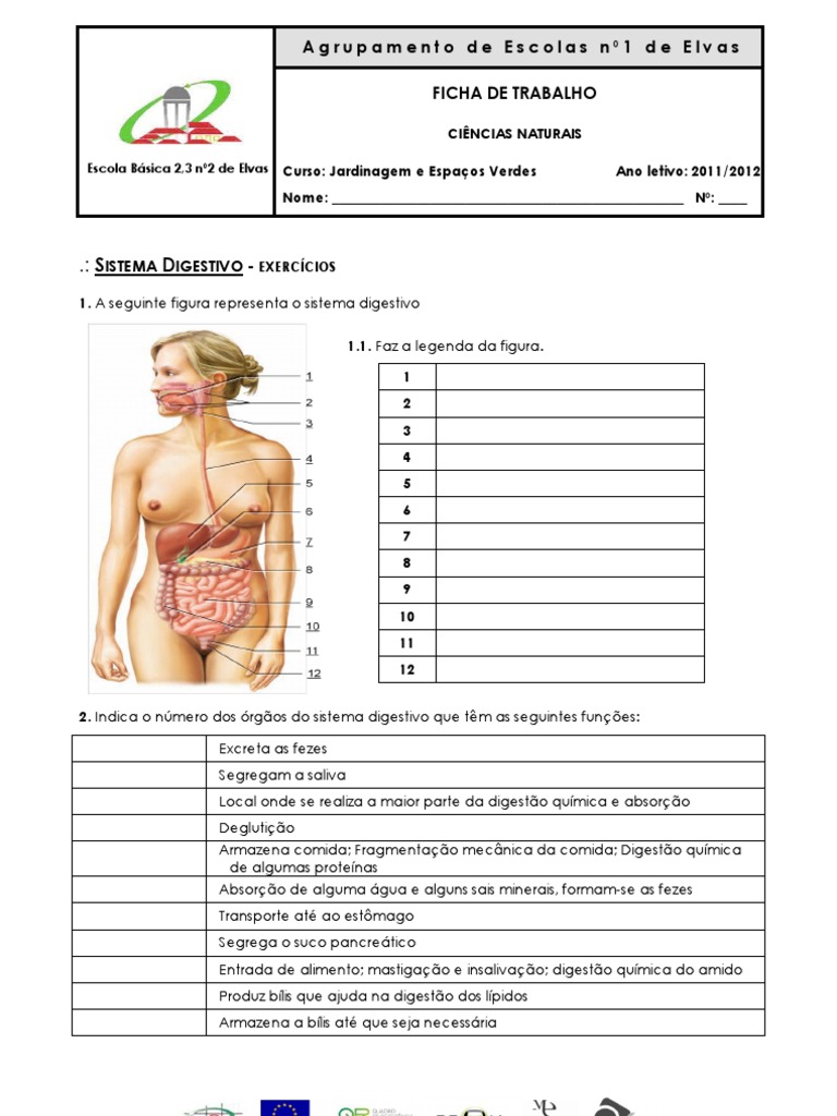 Ficha de Trabalho 3 - Sistema Digestivo Exercícios | PDF | Digestão | Sistema  digestivo humano, image size:768x1024