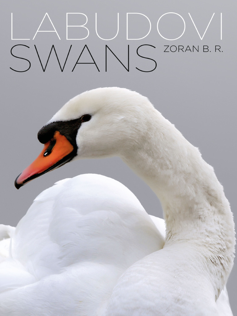 Labudovi Swans 2015 Zoran Rajic | PDF