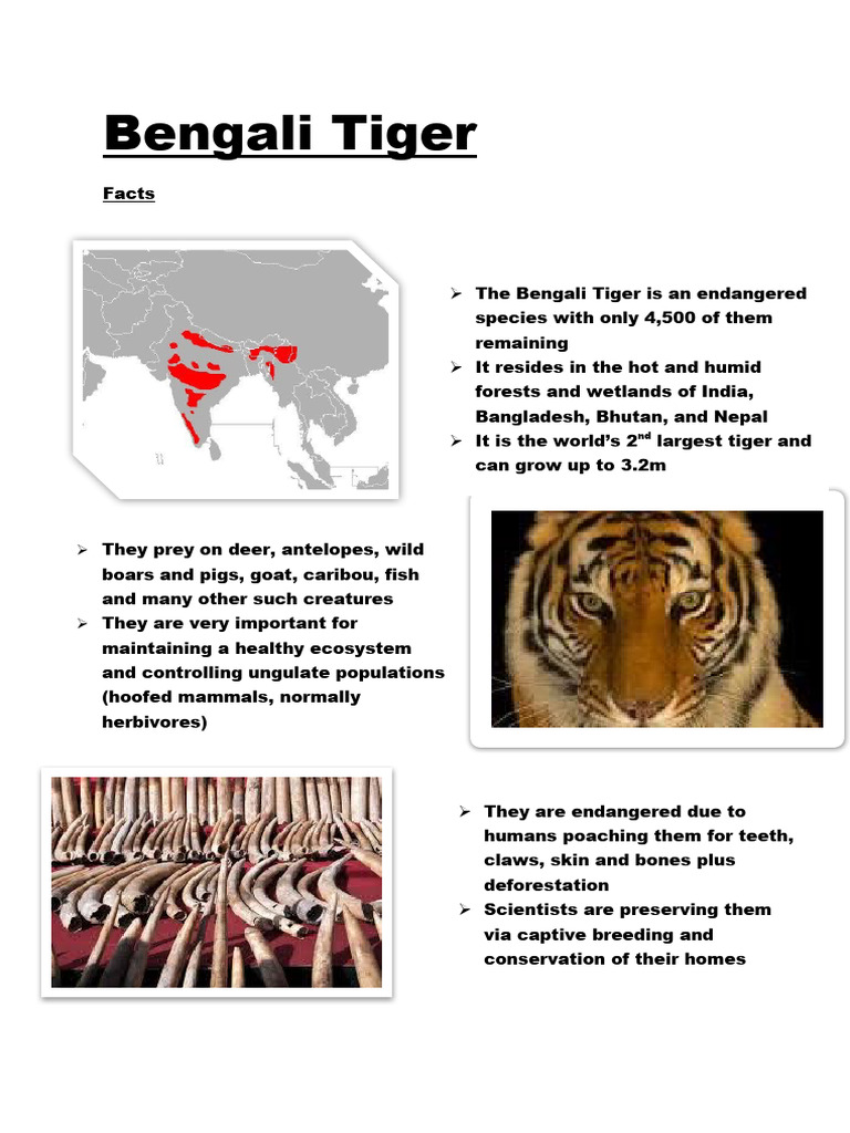 Bengali Tiger: Endangered Species Facts | PDF