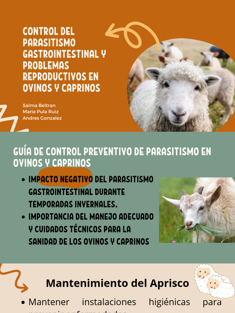 Control de Parasitismo en Ovejas | PDF | Rabia | Medicina CLINICA