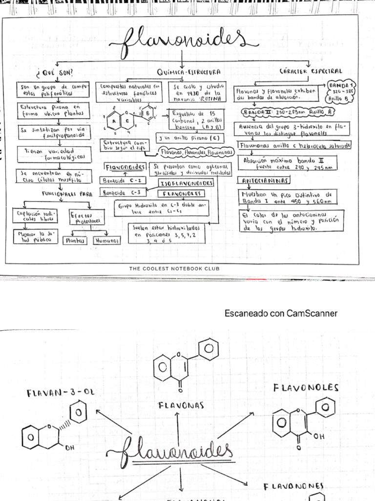 Ejemplo Mapa Conceptual Estudiante Lectura 6 | PDF