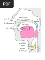 Master Your Voice: Techniques & Exercises | PDF | Human Voice | Larynx