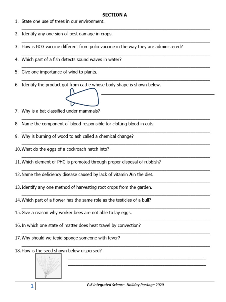 Primary 6 Science Revision Questions | PDF | Pest (Organism) | Plants
