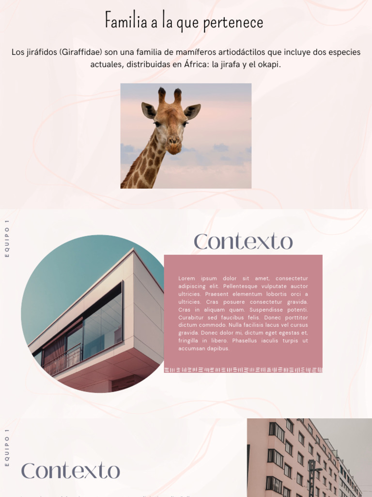 Los jiráfidos: Jirafa y Okapi | PDF | Crecimiento personal y ...