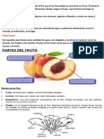 FICHA.PARTES DE LA FLOR Y FRUTO.CCCS