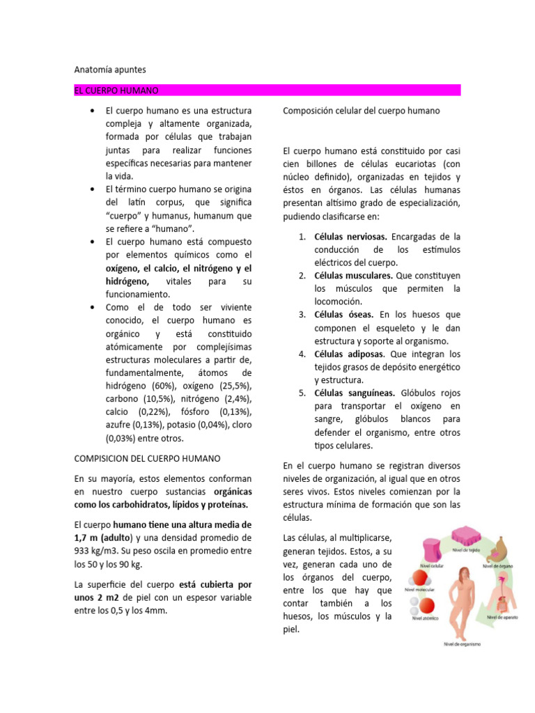 Anatomía y Composición del Cuerpo Humano | PDF | Linfocitos | Sistema ...