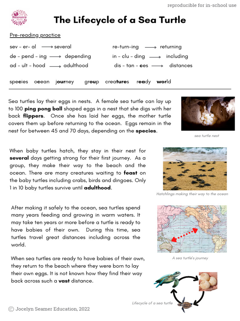 Sea Turtle Life Cycle Explained | PDF | Sea Turtle | Turtle