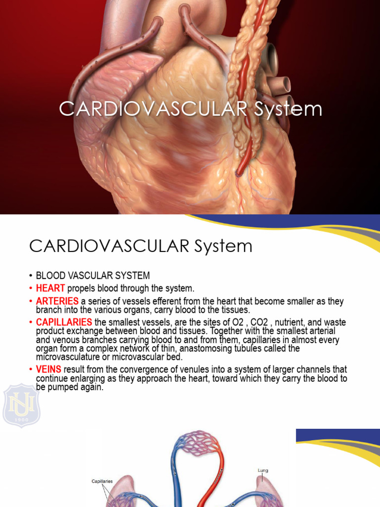 Histology Lecture 4 - Cardiovascular System | PDF | Artery | Capillary