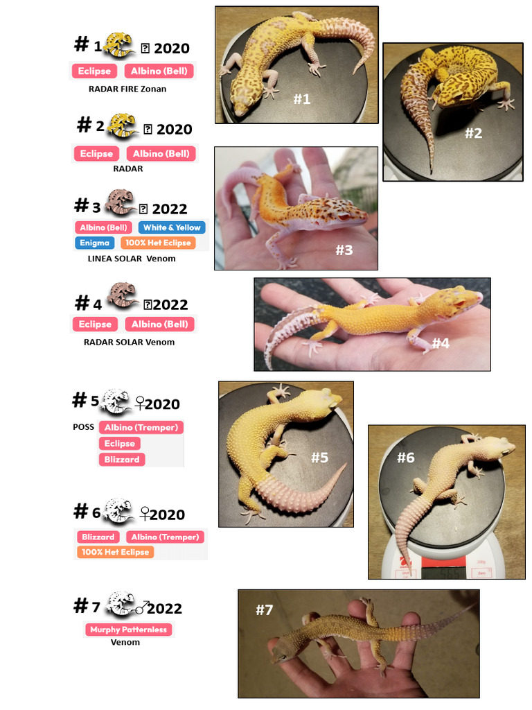 Fases Geckos Luis | PDF