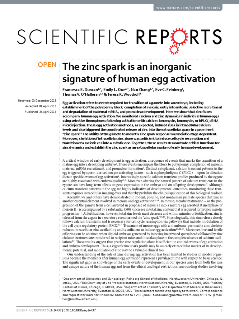 Zinc Spark: Key to Human Egg Activation | PDF | Meiosis | Fertilisation