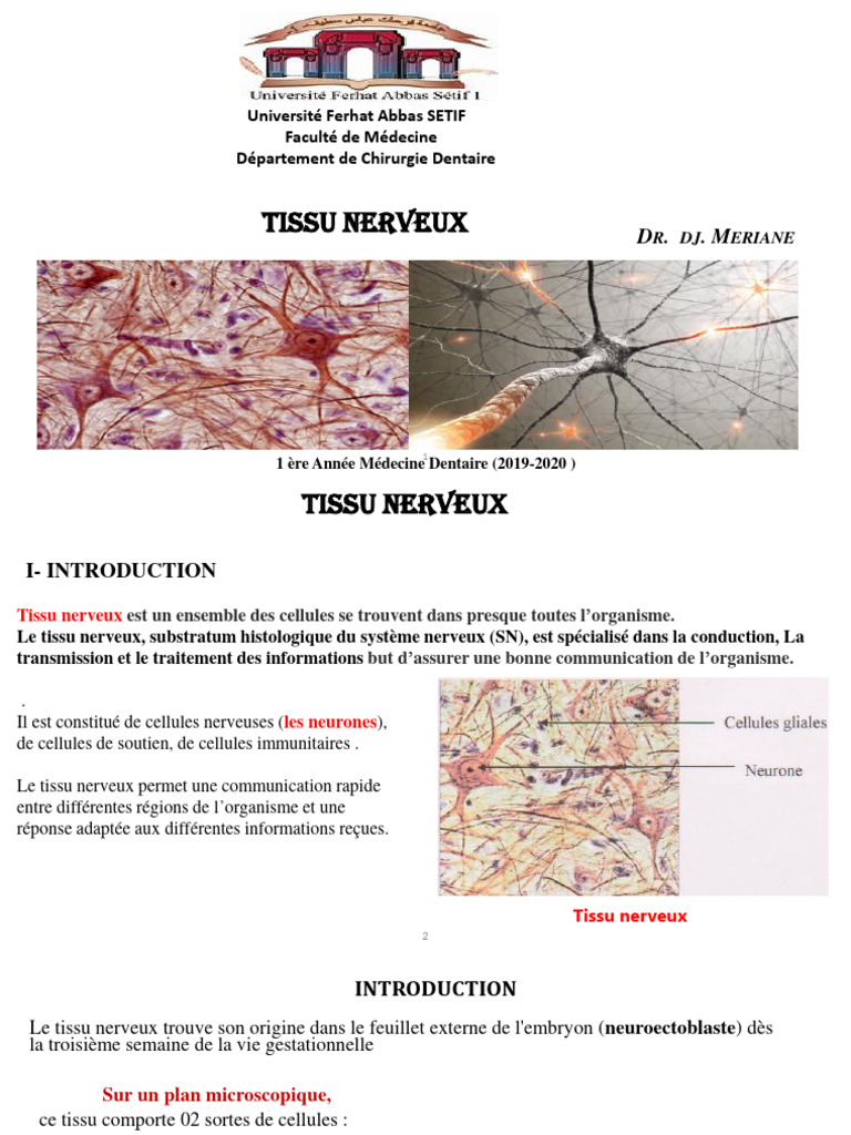 Définition et Fonction du Tissu Nerveux | PDF | Système nerveux ...