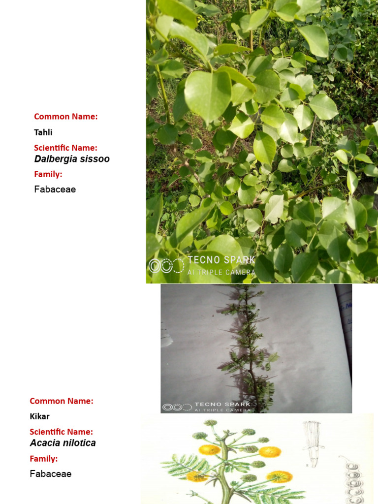Plants Identification | PDF | Plants