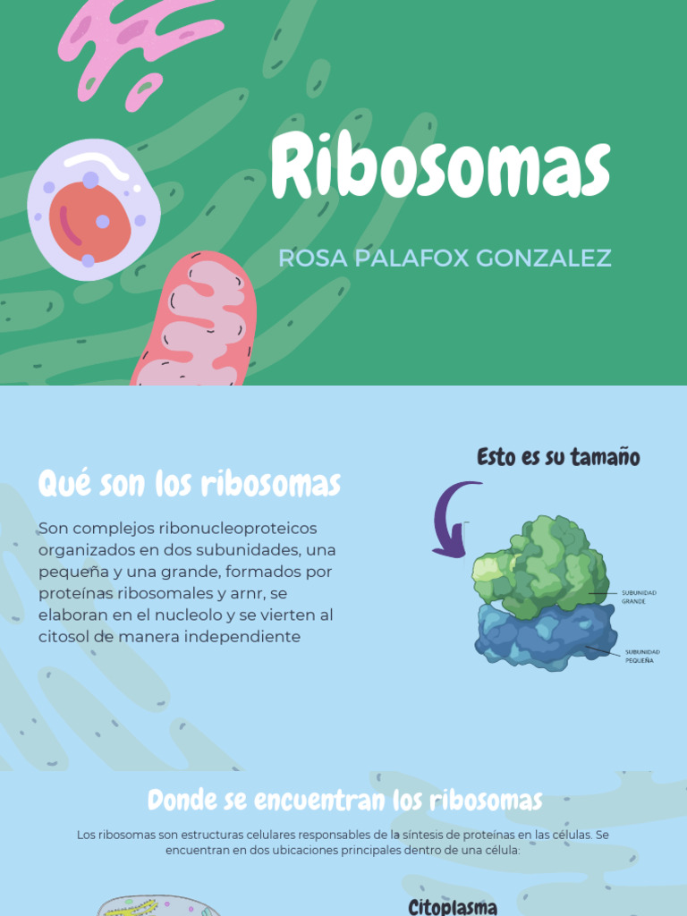 Ribosomas | PDF | Ribosoma | Citoplasma