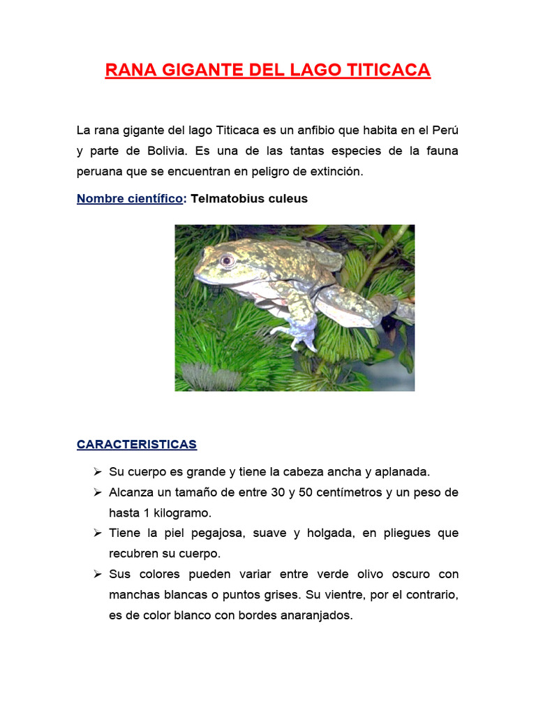 Rana Gigante del Lago Titicaca: Peligro y Hábitat | PDF | Zoología