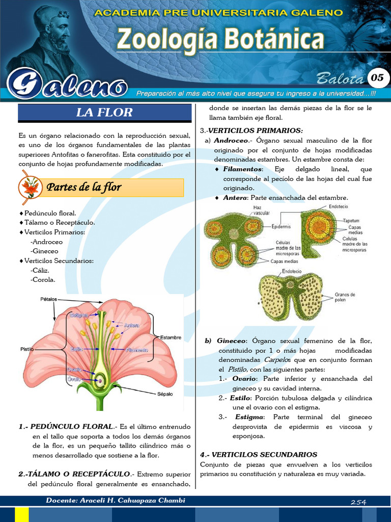 Partes y Funciones de la Flor | PDF | Sistema circulatorio | Flores