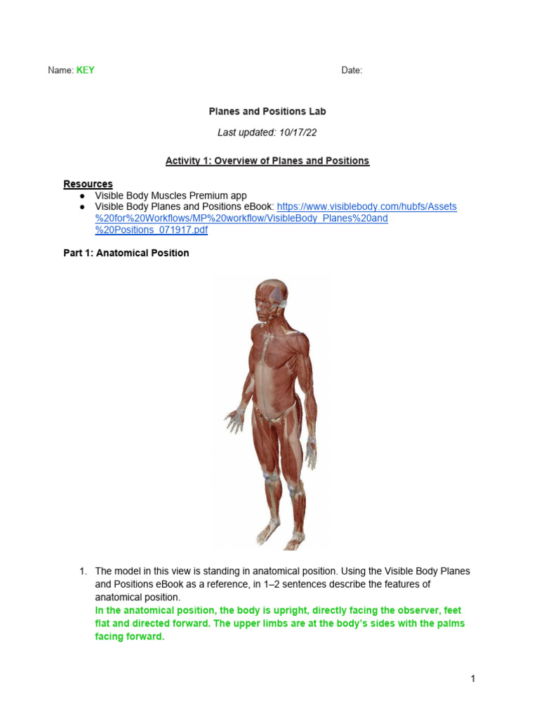 Anatomical Planes & Positions Lab | PDF | Anatomical Terms Of Location ...