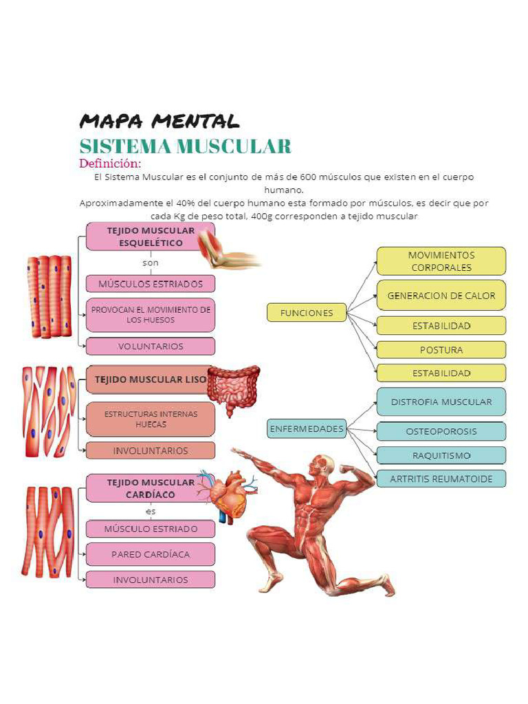 Mapa Mental Sistema Muscular | PDF