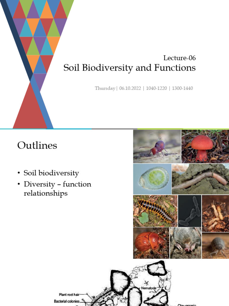 Soil Biodiversity and Ecosystem Functions | PDF | Ecosystem | Soil