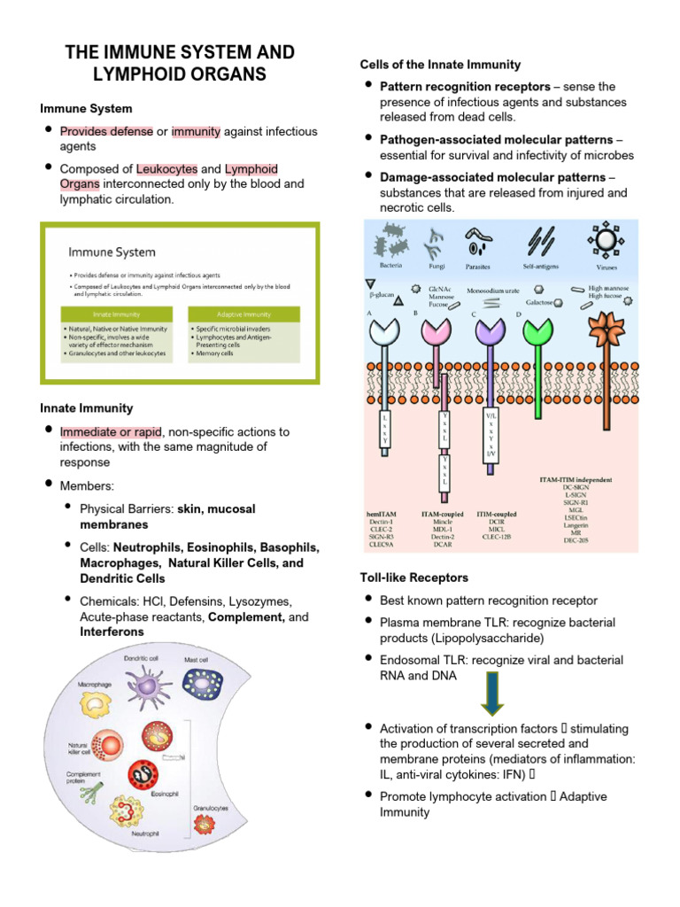 The Immune System and Lymphoid Organs | PDF | Immune System | Lymph Node