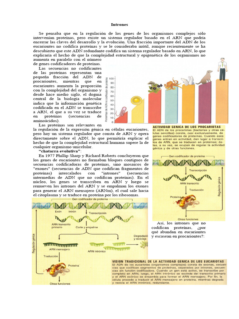 Intrones | PDF | Rna | Adn