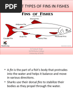 Epichordal Lobe in Fish Fins | PDF | Vertebra | Fin