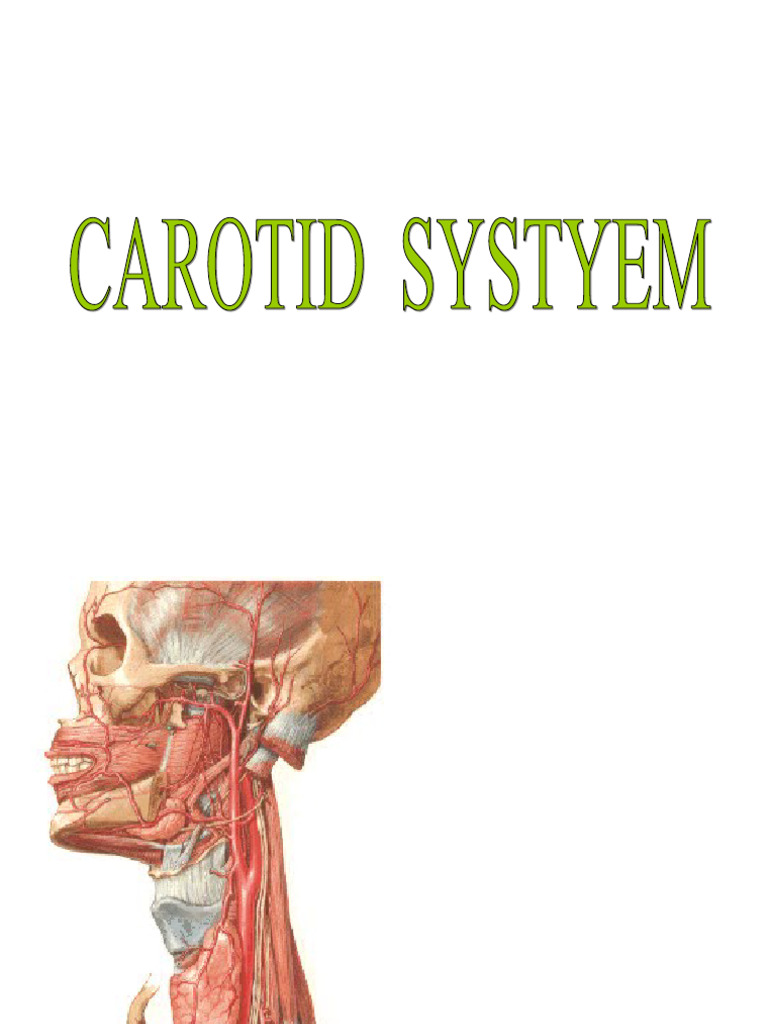 Blood Supply of Head & Neck | PDF | Common Carotid Artery | Human Head ...