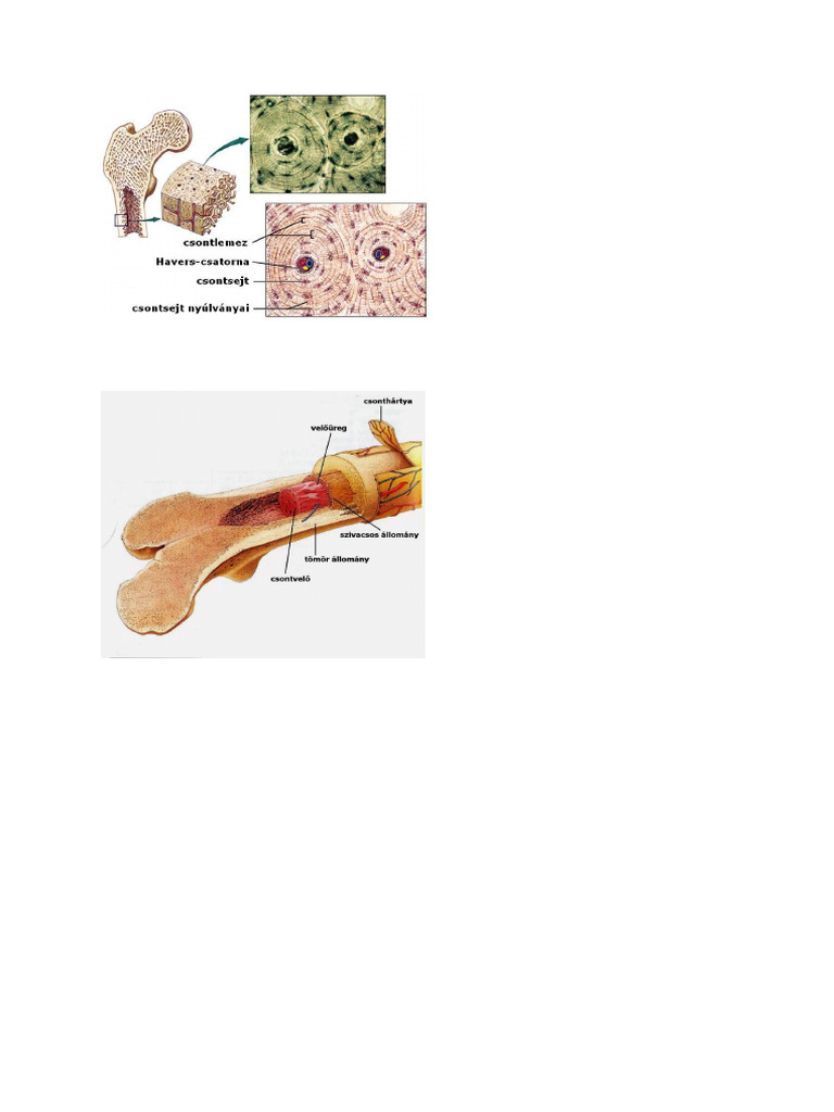 Csont | PDF