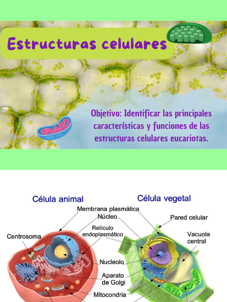 Estructura y Función Celular | PDF | Citoplasma | Biología Celular)