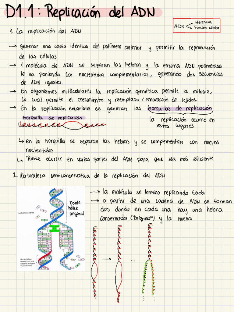 Erencia E: Replicación | PDF | Replicación De Adn | Adn