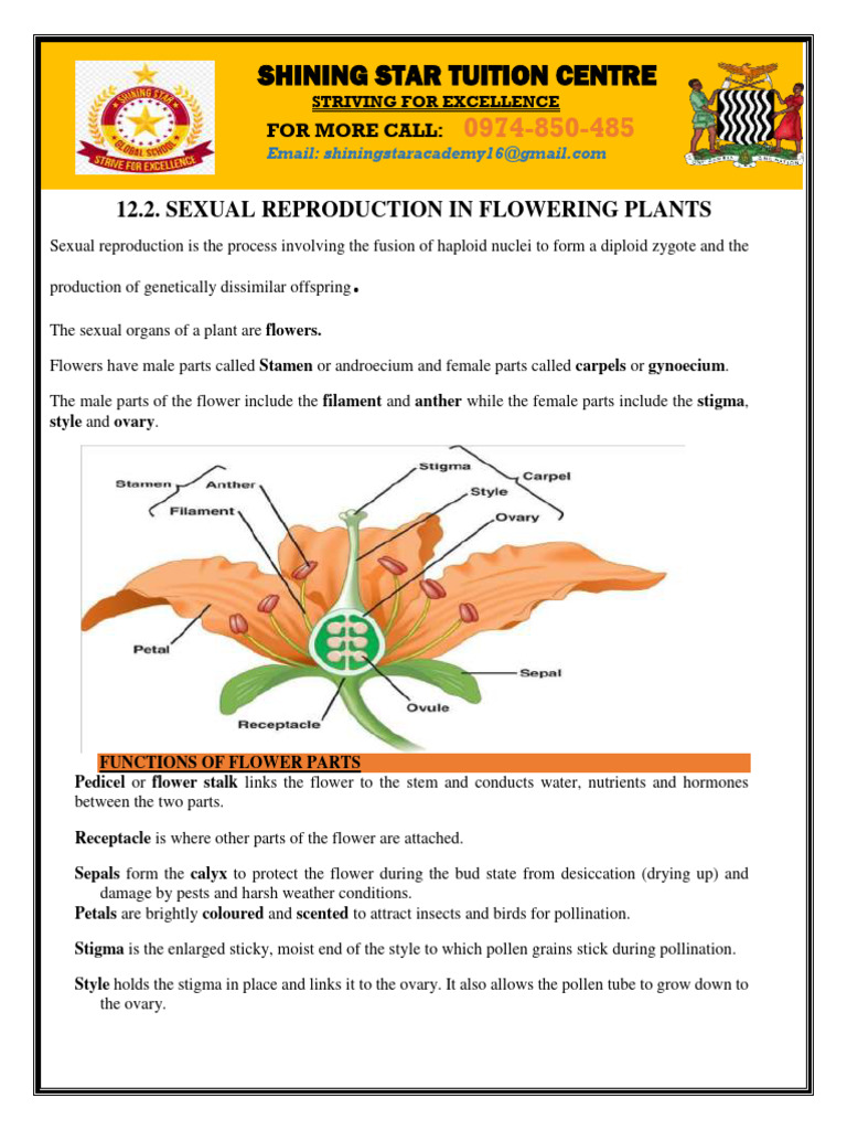 Sexual Reproduction in Flowering Plants | PDF | Flowers | Pollination