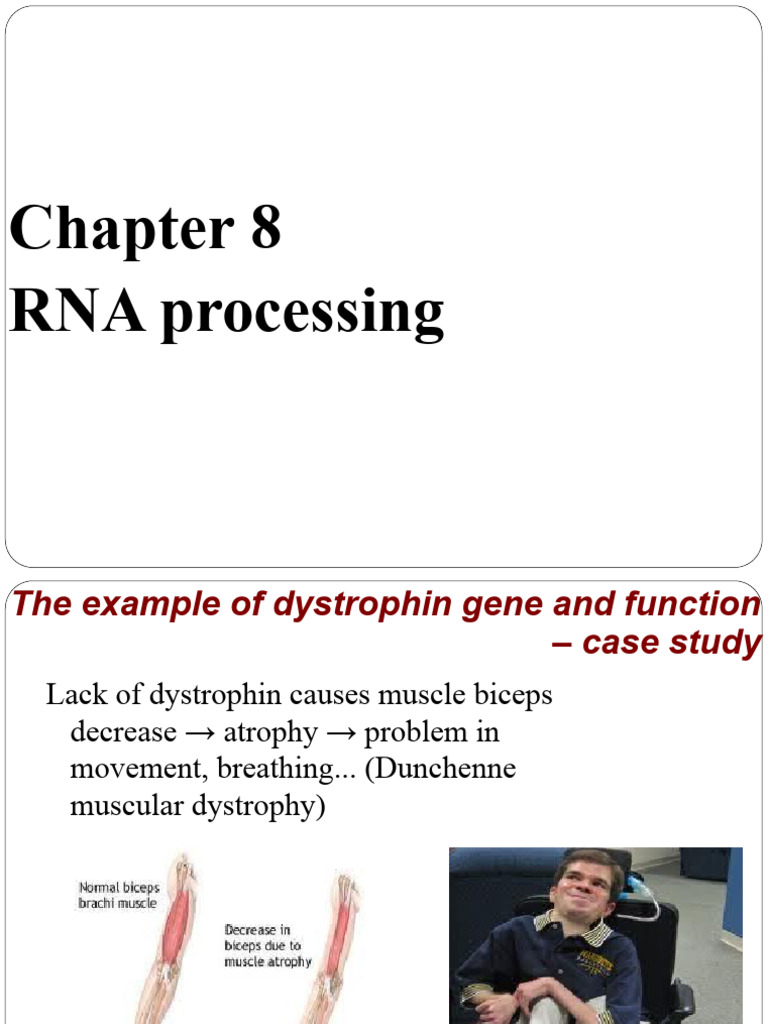 Genetics Chapter 8 From Gene To Protein Rna Processing Pdf Rna