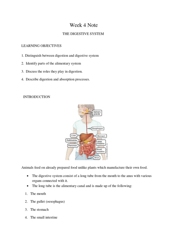 Week 4 Note Digestive System | Download Free PDF | Digestion | Human ...