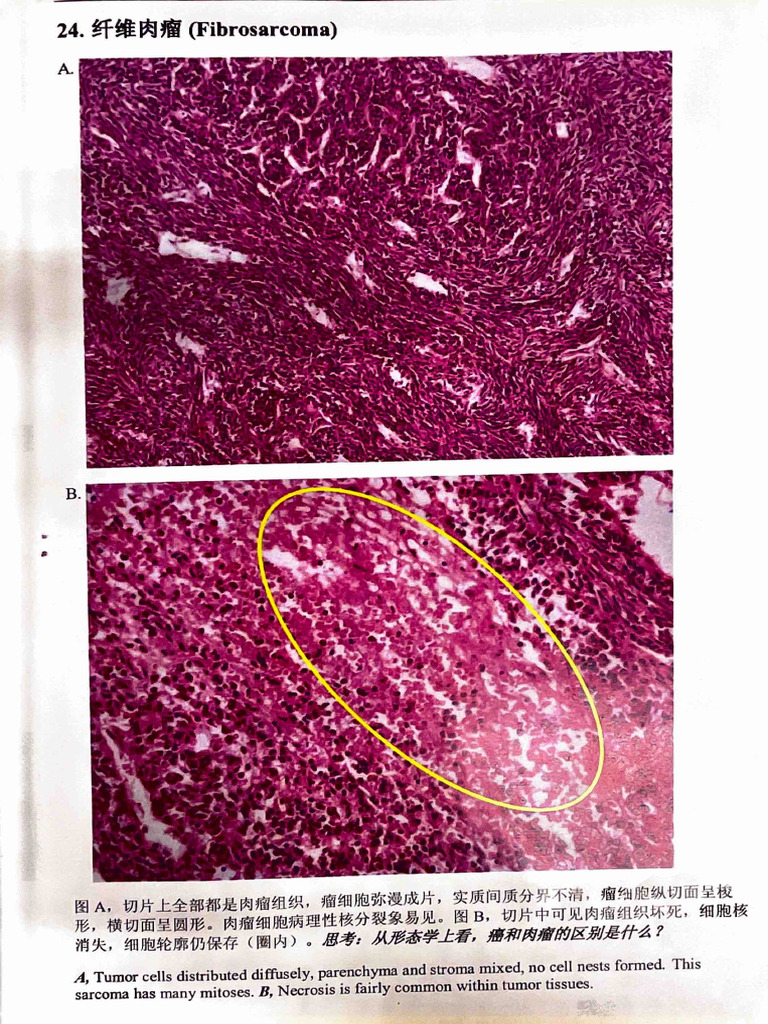 Patho Lab 2 | PDF | Anatomy | Medical Specialties