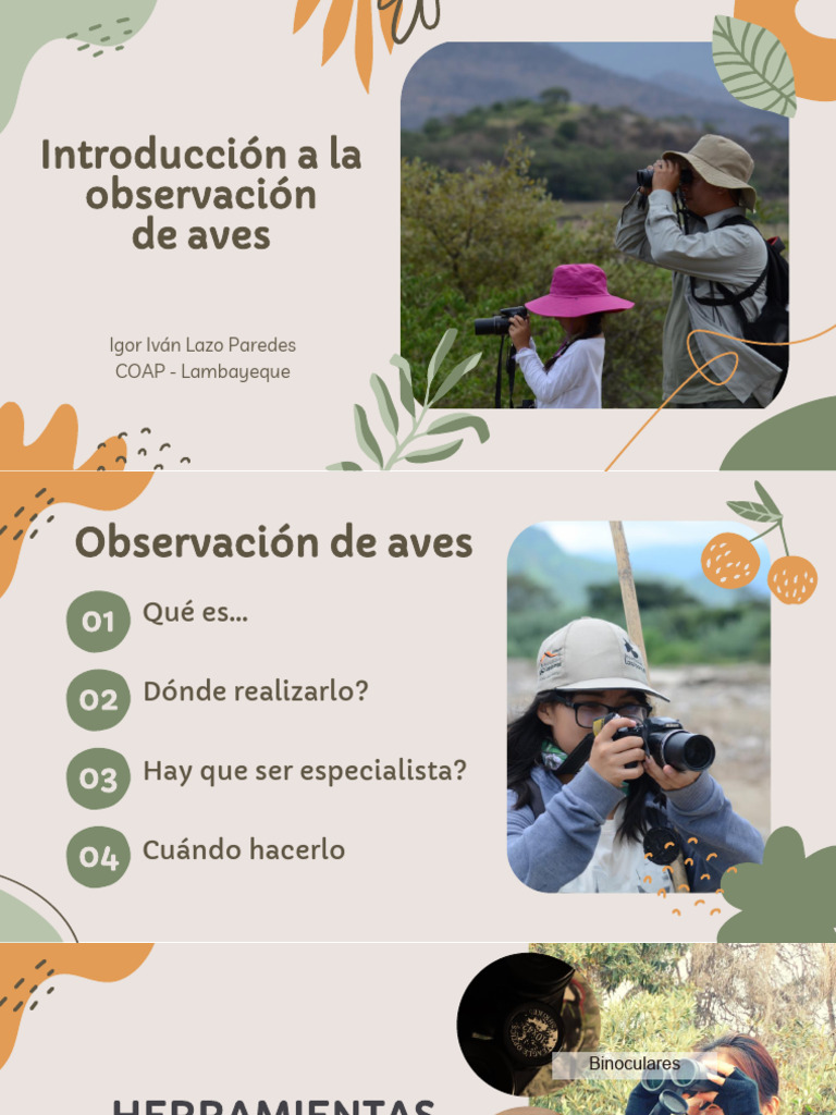 Observacion De Aves Mincetur Pdf