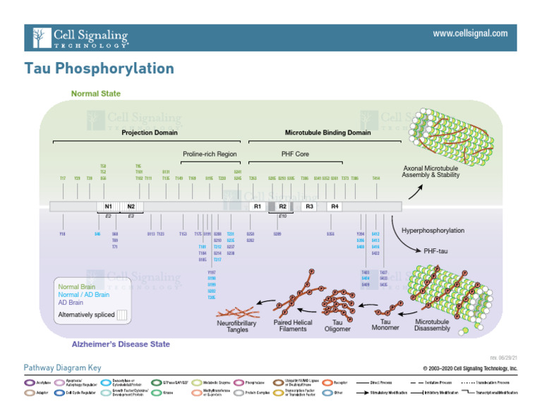 Tau Phosphorylation | PDF | Structural Biology | Macromolecules