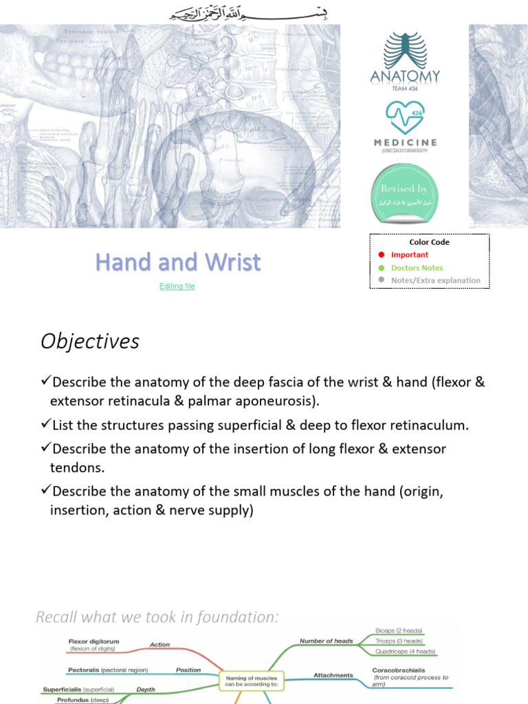 12-Hand and Wrist | PDF | Thumb | Hand