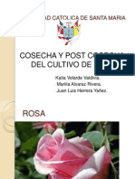 Cosecha de Rosa EXPOSICIONN