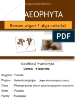 Phaeophyta